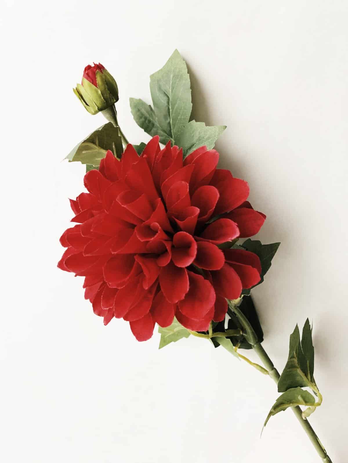 Dahlia Støvet rød