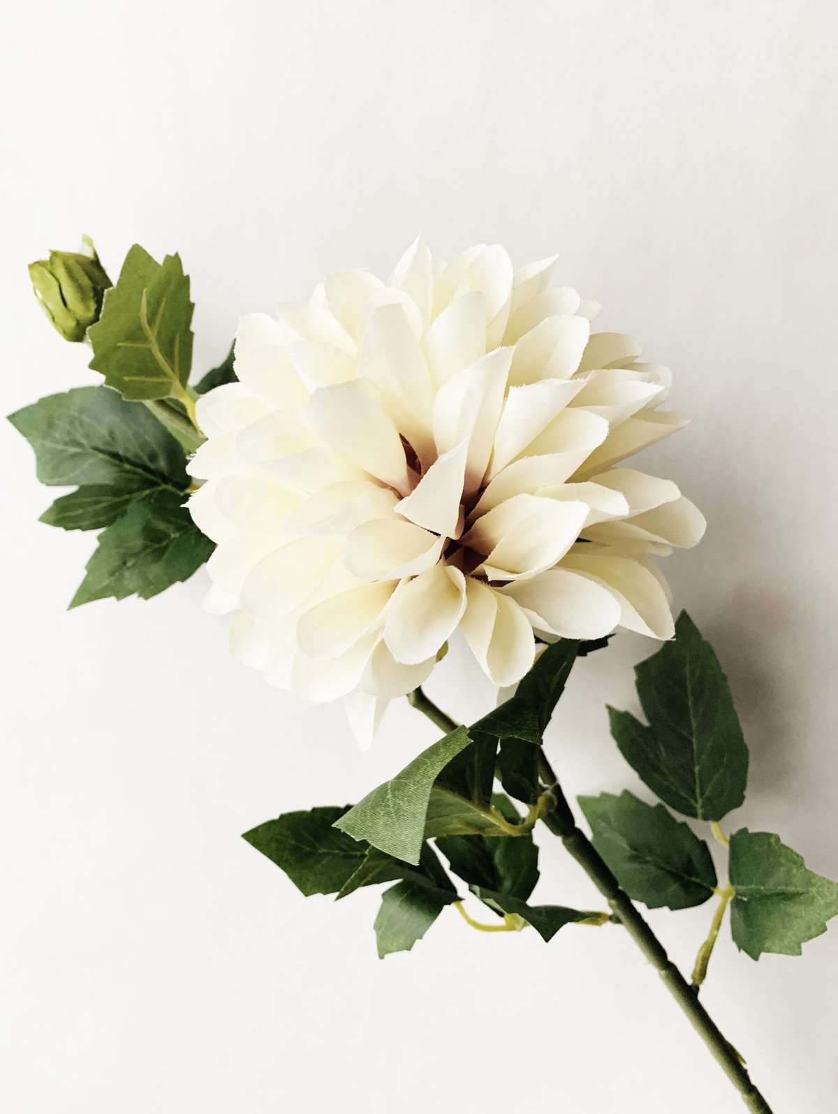 Dahlia Støvet Creme