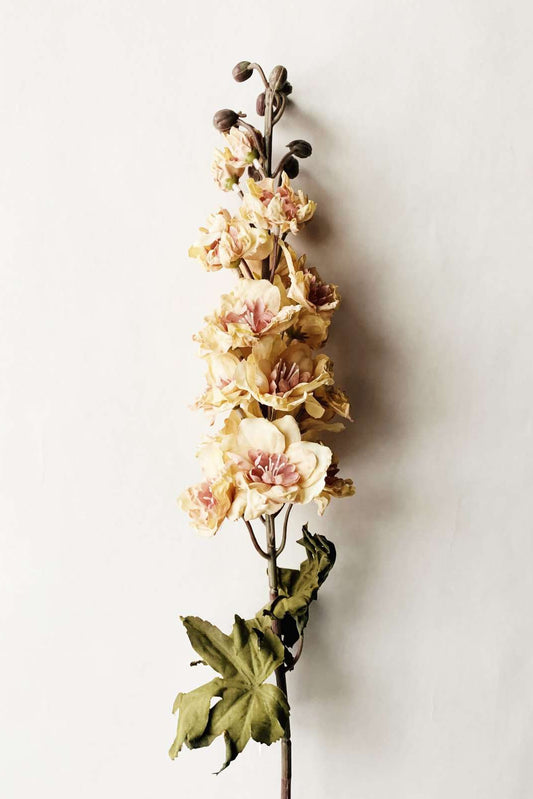 Ridderspore gul/rosa 80cm