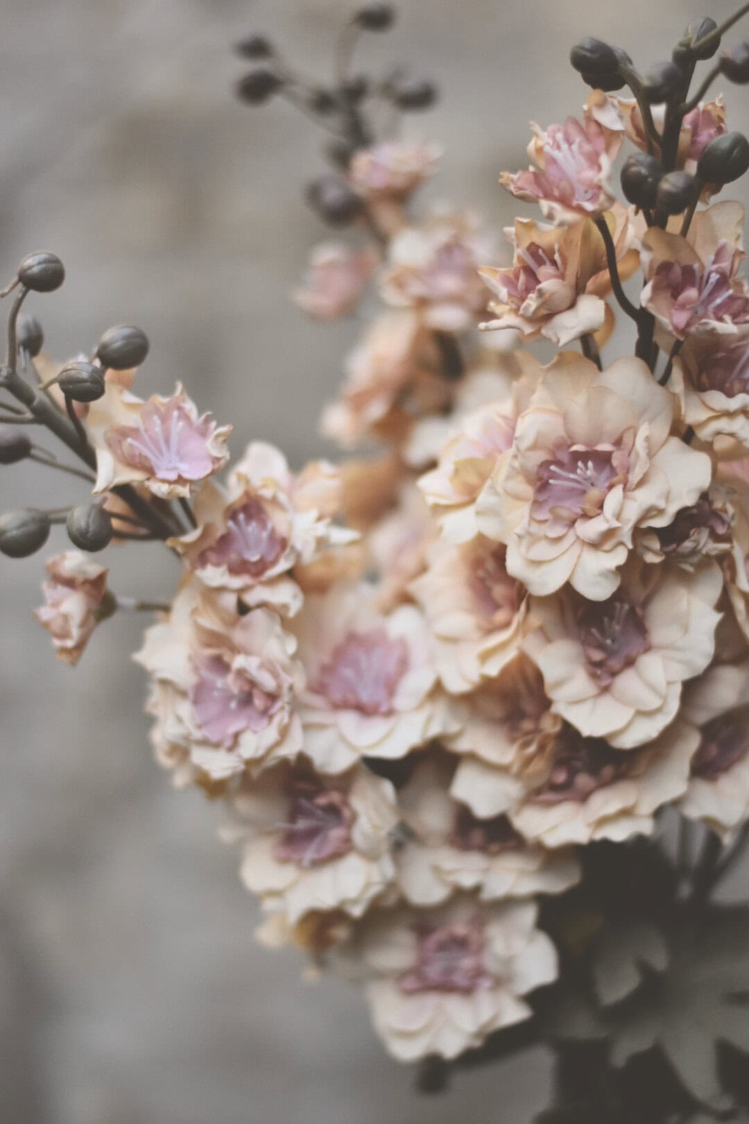 Ridderspore gul/rosa 80cm